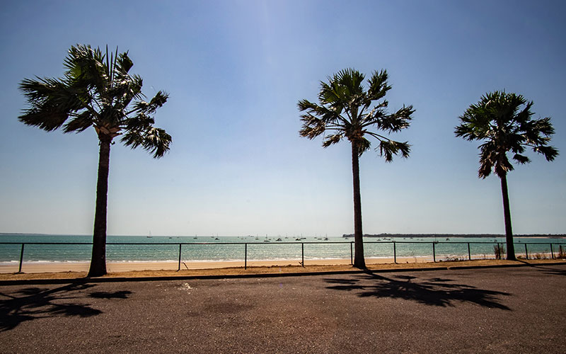 Palm trees along the beachfront in Darwin